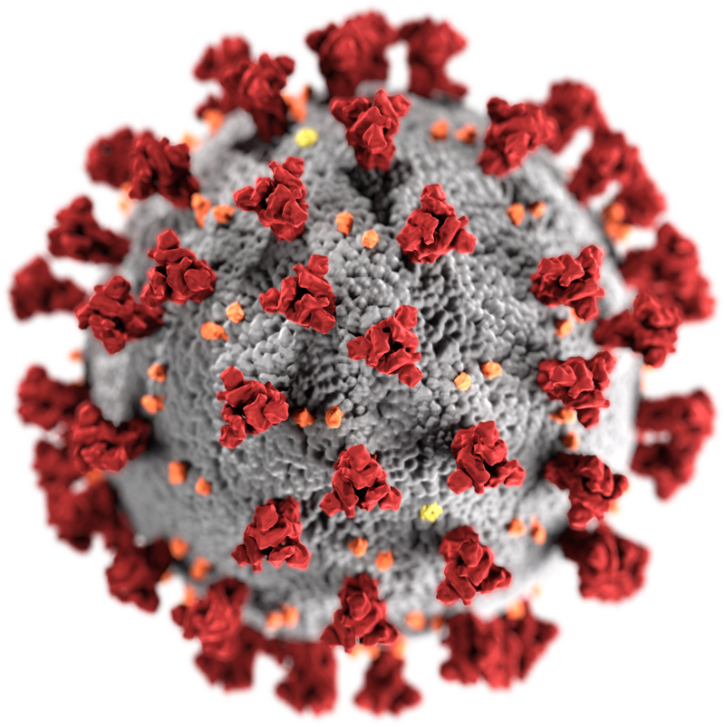 SARS-CoV-2 3D Visualisierung